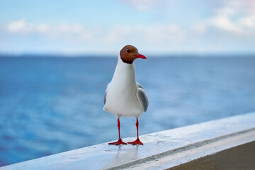 Seagull portrait against sea shore. White bird seagull sitting by the beach. Wild seagull with natural blue background.