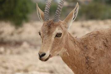 Selective focus shot of baby Nubian ibex (Capra nubiana) head