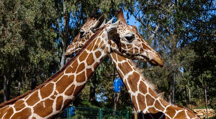 Two giraffes at the zoo on a sunny day