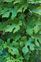 young green grapes, leaves and bunches