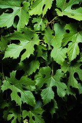 young green grapes, leaves and bunches