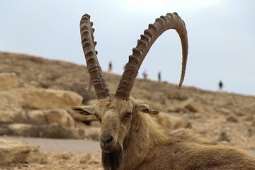 Selective focus shot of the head of Pyrenean ibex (Capra pyrenaica pyrenaica) - obrazy, fototapety, plakaty