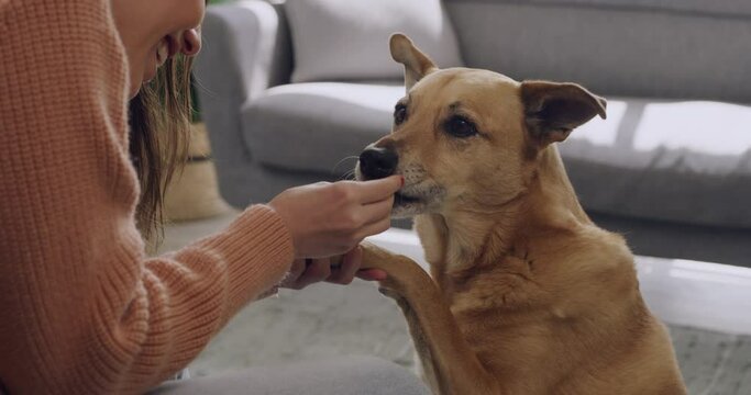 Dog owner training tricks to africanis mixbreed canine with food. Clever pet learning to give paw on command and getting treats for being good. Teaching discipline and obedient behaviour through play