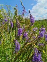 wild field and forest flowers