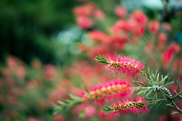 flower in the garden, whinier shoot 