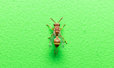 Brown Paper Wasp sits on a green wall stock photo