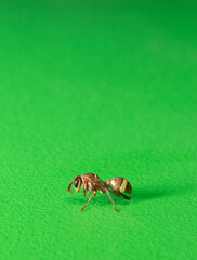 beautiful small Brown Paper Wasp sits on a green wall closeup stock photo