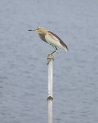 Indian Pond Heron Sitting By The River side Stock Photo
