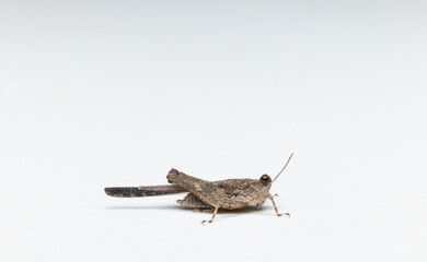 small grasshopper side view closeup in white background stock photo