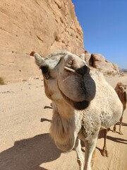 Camel in the desert - Jordan