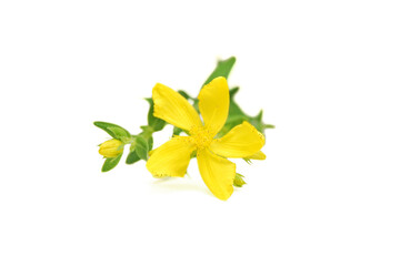 St. John's wort plant close up isolated on white background, a flower of tutsan close up isolated on white