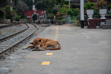Sleeping dog at Khuntan train staiton at Lamphun city thailand.The Khun Tan Range is a mountain...