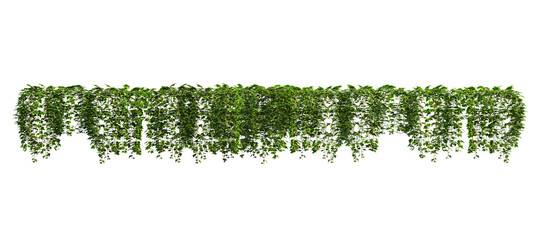 3d render ivy with white background