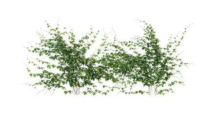 3d render ivy with white background
