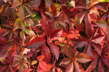 Wild grapes in the fall season. The bright red leaves of wild grapes.Multicolored leaves of wild or maiden grapes.