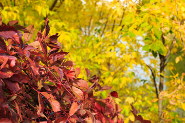 Wild grapes in the fall season. The bright red leaves of wild grapes.Multicolored leaves of wild or maiden grapes.