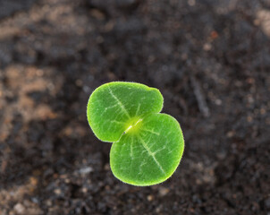The first young fresh leaves of sprouted zucchini.