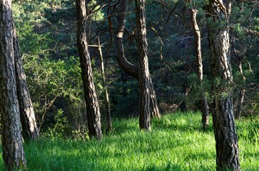 Kiefernwald bei Schloss Waldenstein  