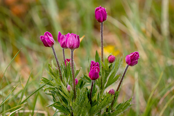 purple wildflowers in the rocky mountains