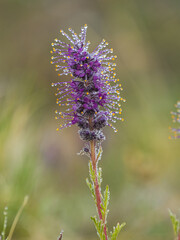 purple fringe wildflower with dew drops