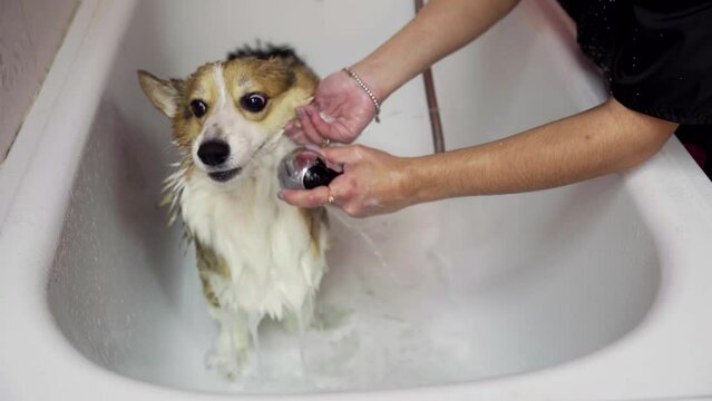 A girl bathes a corgi dog in the bathroom in a beauty salon for dogs. Take care of pets