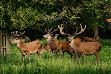 Naklejka na ściany i meble deer in the forest