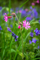 Red Campion (Silene dioica) wild flower with bluebells in the background. Also known as adder’s flower, Robin Hood, cuckoo flower.