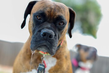 Portrait of American Staffordshire Terrier