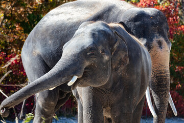 Fototapeta premium Asian elephant. Mammal and mammals. Land world and fauna. Wildlife and zoology.