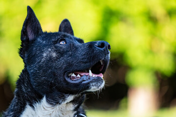 Beautiful black and white akita mutt dog. Mixed and cross-breed.