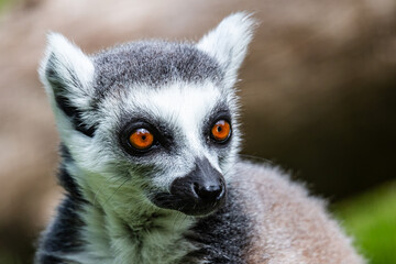 Ring-tailed lemur monkey. Mammal and mammals. Land world and fauna. Wildlife and zoology.