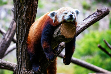 Red panda. Mammal and mammals. Land world and fauna. Wildlife and zoology.