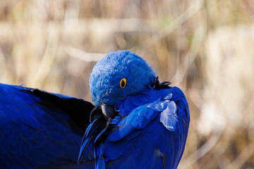 Closeup of a Glaucous macaw under the sunlight © Maximilian Thürmer/Wirestock Creators