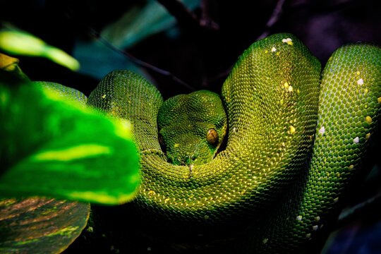 Closeup of a Green tree python in a forest