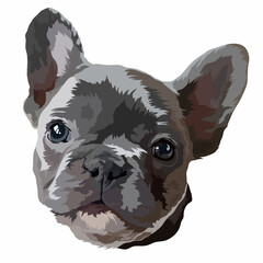 Portrait of a French Bulldog. Vector illustration