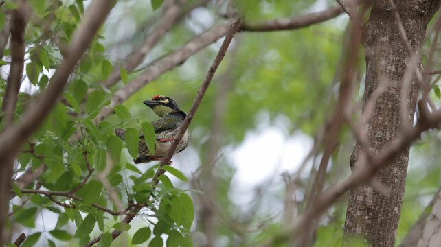 Closeup of a Coppersmith barbet perched on a green tree branch