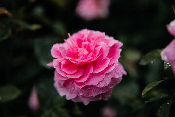 pink beautiful rose in garden