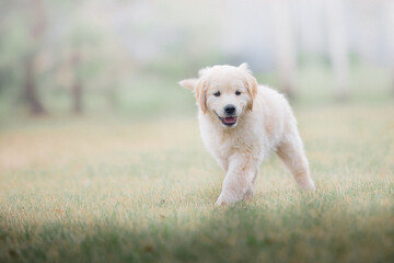 Happy golden retriever puppy running in the park in spring