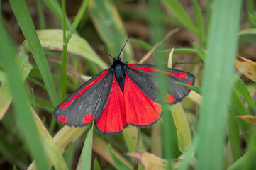 Cinnabar moth among greenery in a field