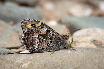 Grayling butterfly on stony ground