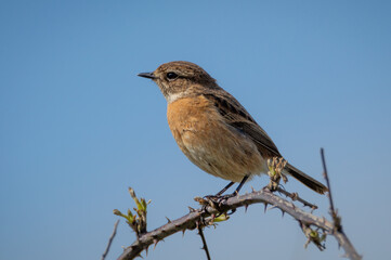 Stonechat female on a bramble branch
