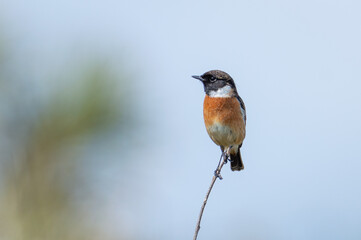 Stonechat male on a skinny branch