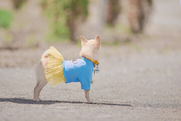 chihuahua in the ukrainian clothes