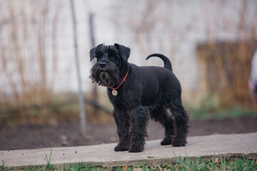 miniature schnauzer walks on the lawn in spring