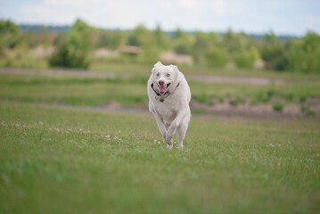 husky running