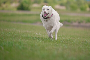 husky running