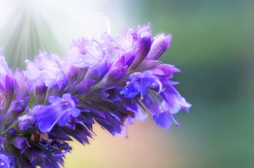 Selective focus of flowers of Lavandula stoechas in the garden. The Spanish lavender is a species...