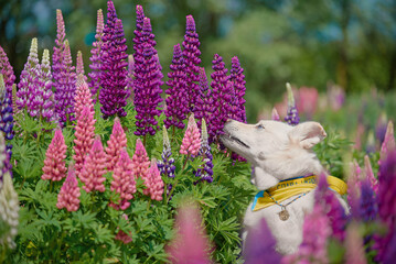 dog eat lupines