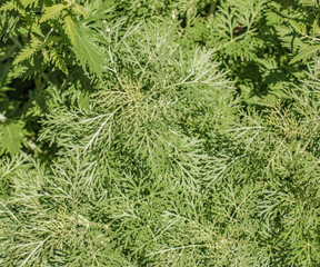 Closeup of fresh growing sweet wormwood (Artemisia Annua, sweet annie, annual mugwort) grasses in the wild field, Artemisinin medicinal plant, natural green grass leaves texture wallpaper background