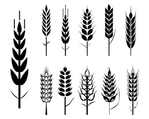 wheat grain seed icon. icons set organic wheat. 

wheat and rye ears oats barley rice spikes and 

grains. 
